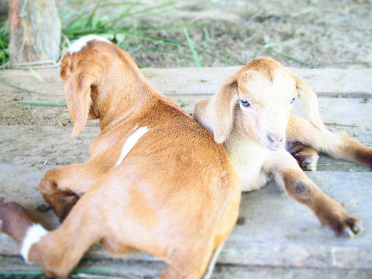 Yaoisland Resort And Farm Ko Yao Yai Exterior photo